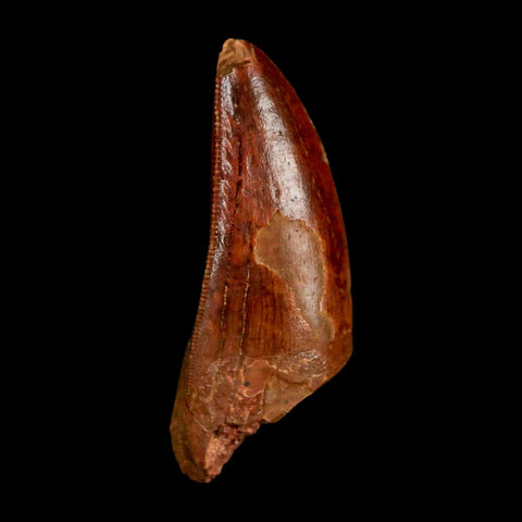 2" Carcharodontosaurus Fossil Tooth Cretaceous Dinosaur Morocco COA Stand