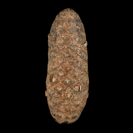 2" Fossil Pine Cone Equicalastrobus Replaced By Agate Eocene Age Seeds Fruit