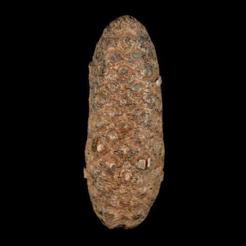 2" Fossil Pine Cone Equicalastrobus Replaced By Agate Eocene Age Seeds Fruit - Fossil Age Minerals