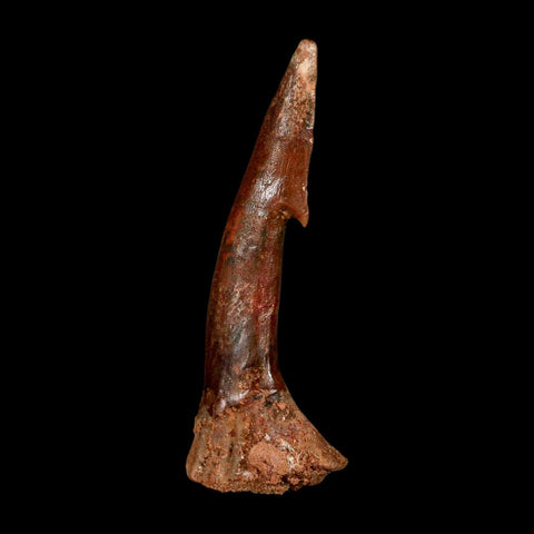 XL 2.8" Sawfish Fossil Tooth Barb Onchopristis Numidus Cretaceous Dinosaur Era COA