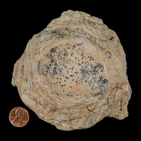 4.5" Brontothere Fossil Vertebrae Bone Eocene Age Badlands S Dakota Titanothere COA - Fossil Age Minerals