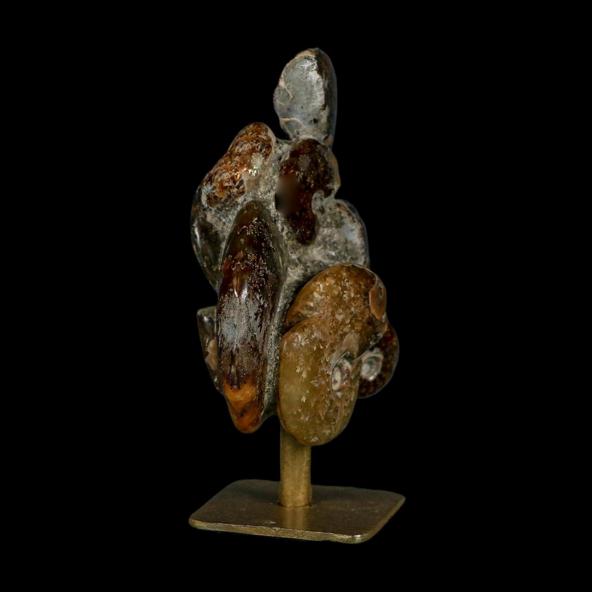 3.8" Cleoniceras Ammonite Fossil Cluster on Stand Madagascar Jurassic Age - Fossil Age Minerals