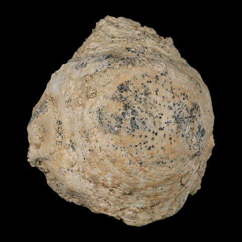 4.5" Brontothere Fossil Vertebrae Bone Eocene Age Badlands S Dakota Titanothere COA - Fossil Age Minerals