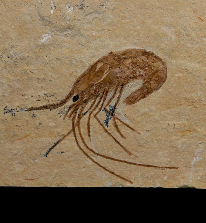 1.9" Fossil Shrimp Carpopenaeus Cretaceous Age 100 Mil Yrs Old Lebanon COA