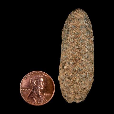 2" Fossil Pine Cone Equicalastrobus Replaced By Agate Eocene Age Seeds Fruit - Fossil Age Minerals