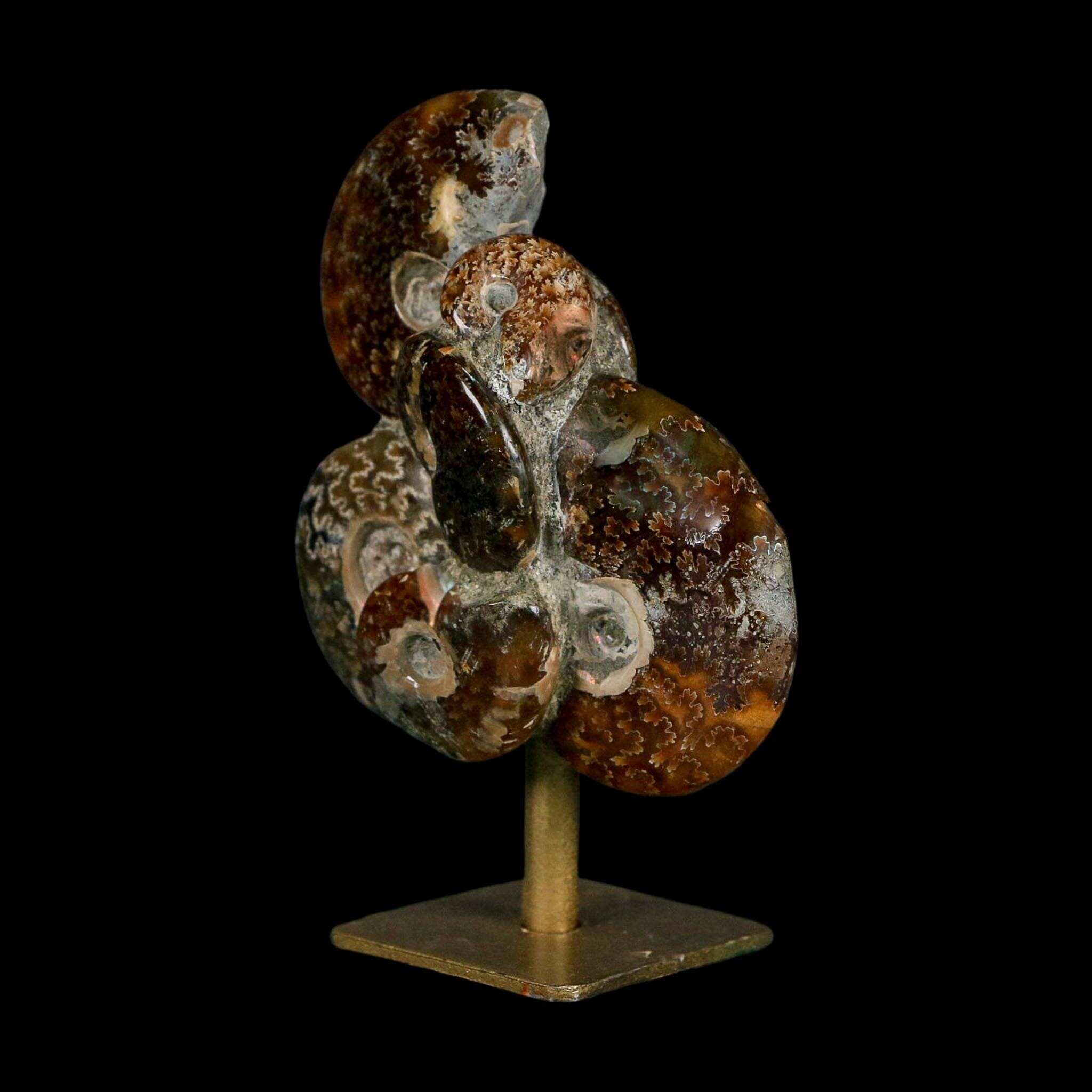3.8" Cleoniceras Ammonite Fossil Cluster on Stand Madagascar Jurassic Age - Fossil Age Minerals
