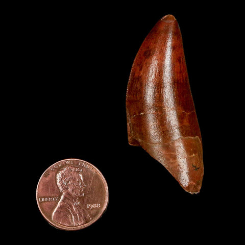 2" Carcharodontosaurus Fossil Tooth Cretaceous Dinosaur Morocco COA Stand