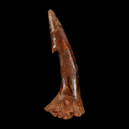 XL 2.8" Sawfish Fossil Tooth Barb Onchopristis Numidus Cretaceous Dinosaur Era COA