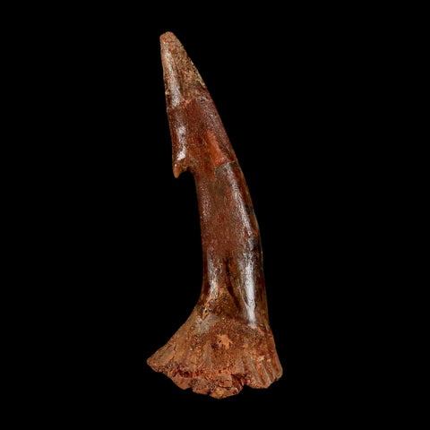 XL 2.8" Sawfish Fossil Tooth Barb Onchopristis Numidus Cretaceous Dinosaur Era COA