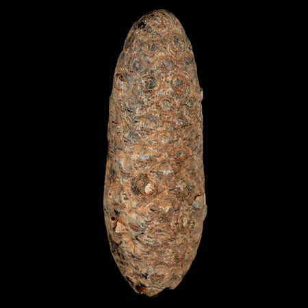 2" Fossil Pine Cone Equicalastrobus Replaced By Agate Eocene Age Seeds Fruit