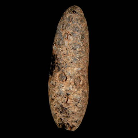 2" Fossil Pine Cone Equicalastrobus Replaced By Agate Eocene Age Seeds Fruit - Fossil Age Minerals