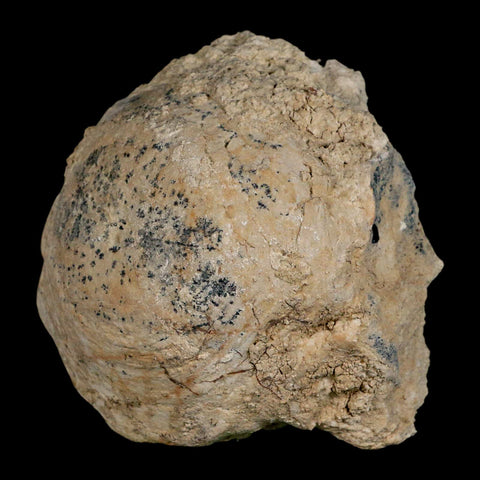 4.5" Brontothere Fossil Vertebrae Bone Eocene Age Badlands S Dakota Titanothere COA - Fossil Age Minerals