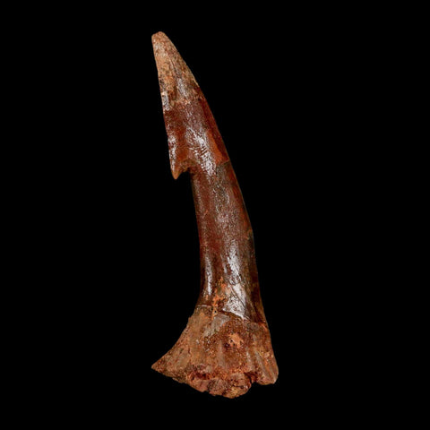XL 2.8" Sawfish Fossil Tooth Barb Onchopristis Numidus Cretaceous Dinosaur Era COA