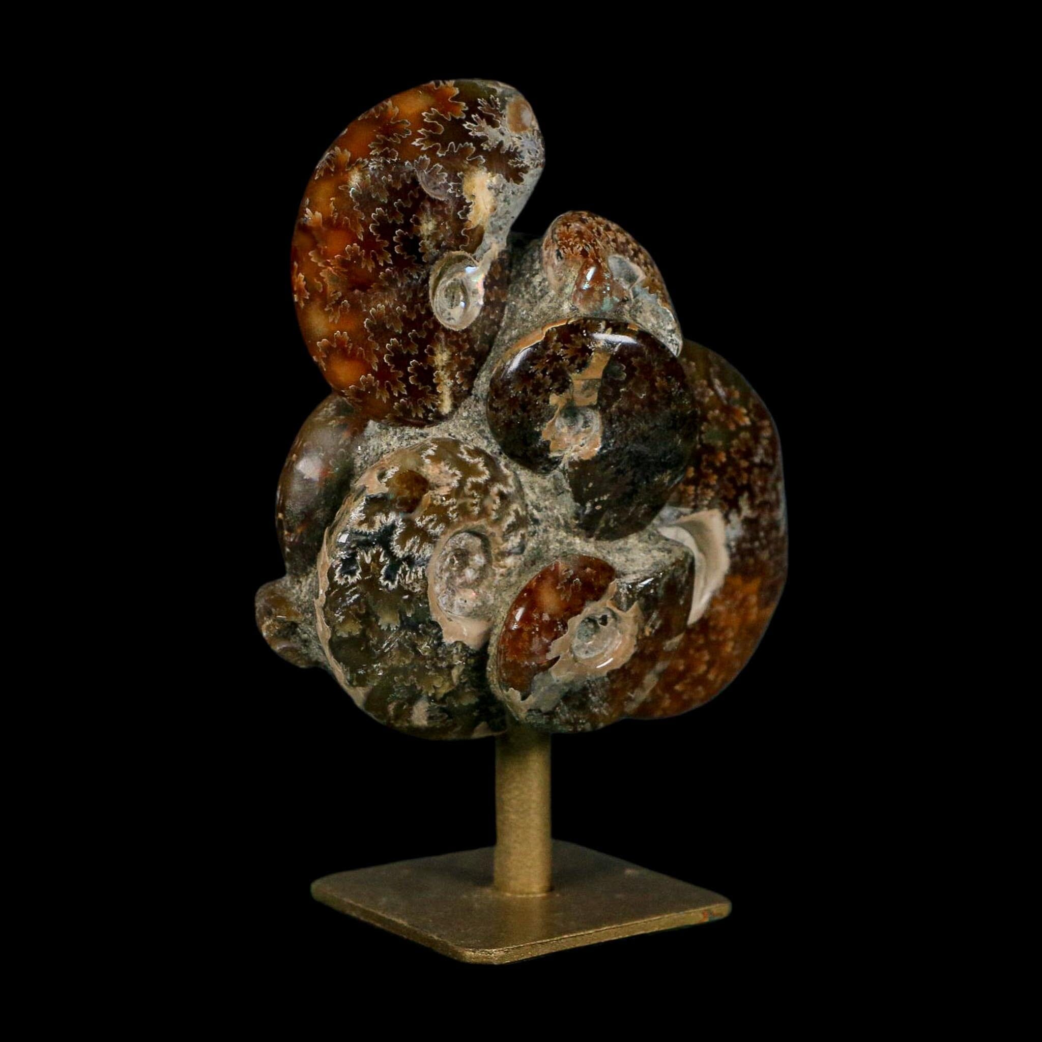 3.8" Cleoniceras Ammonite Fossil Cluster on Stand Madagascar Jurassic Age - Fossil Age Minerals