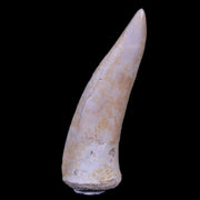 XL 2" Saber Toothed Herring Fossil Fang Enchodus Libycus Cretaceous COA Stand