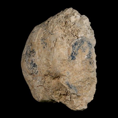 4.5" Brontothere Fossil Vertebrae Bone Eocene Age Badlands S Dakota Titanothere COA - Fossil Age Minerals