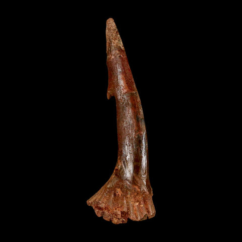 XL 2.8" Sawfish Fossil Tooth Barb Onchopristis Numidus Cretaceous Dinosaur Era COA
