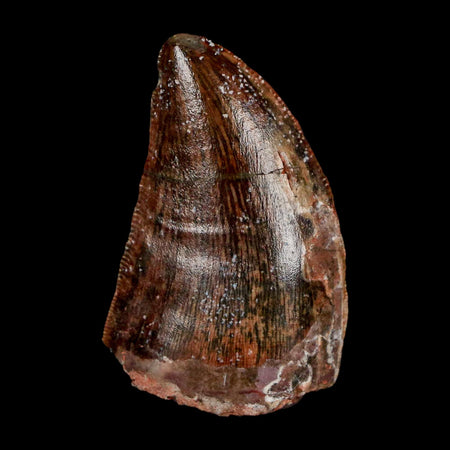 1.4" Carcharodontosaurus Fossil Tooth Cretaceous Dinosaur Morocco COA Stand