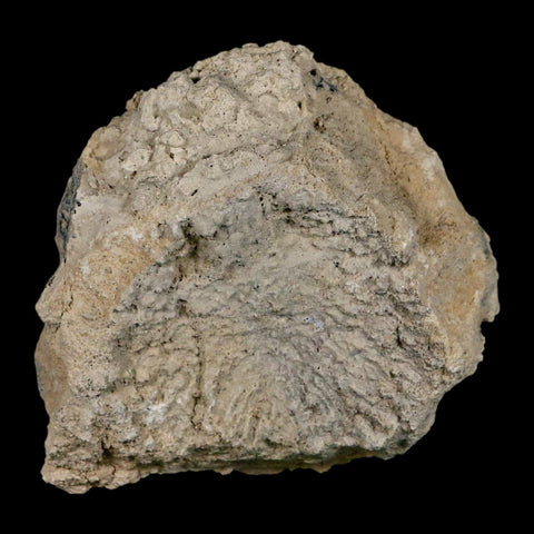 4.5" Brontothere Fossil Vertebrae Bone Eocene Age Badlands S Dakota Titanothere COA - Fossil Age Minerals