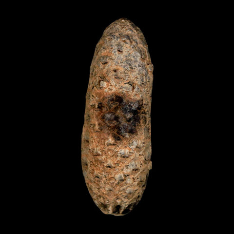 2" Fossil Pine Cone Equicalastrobus Replaced By Agate Eocene Age Seeds Fruit - Fossil Age Minerals