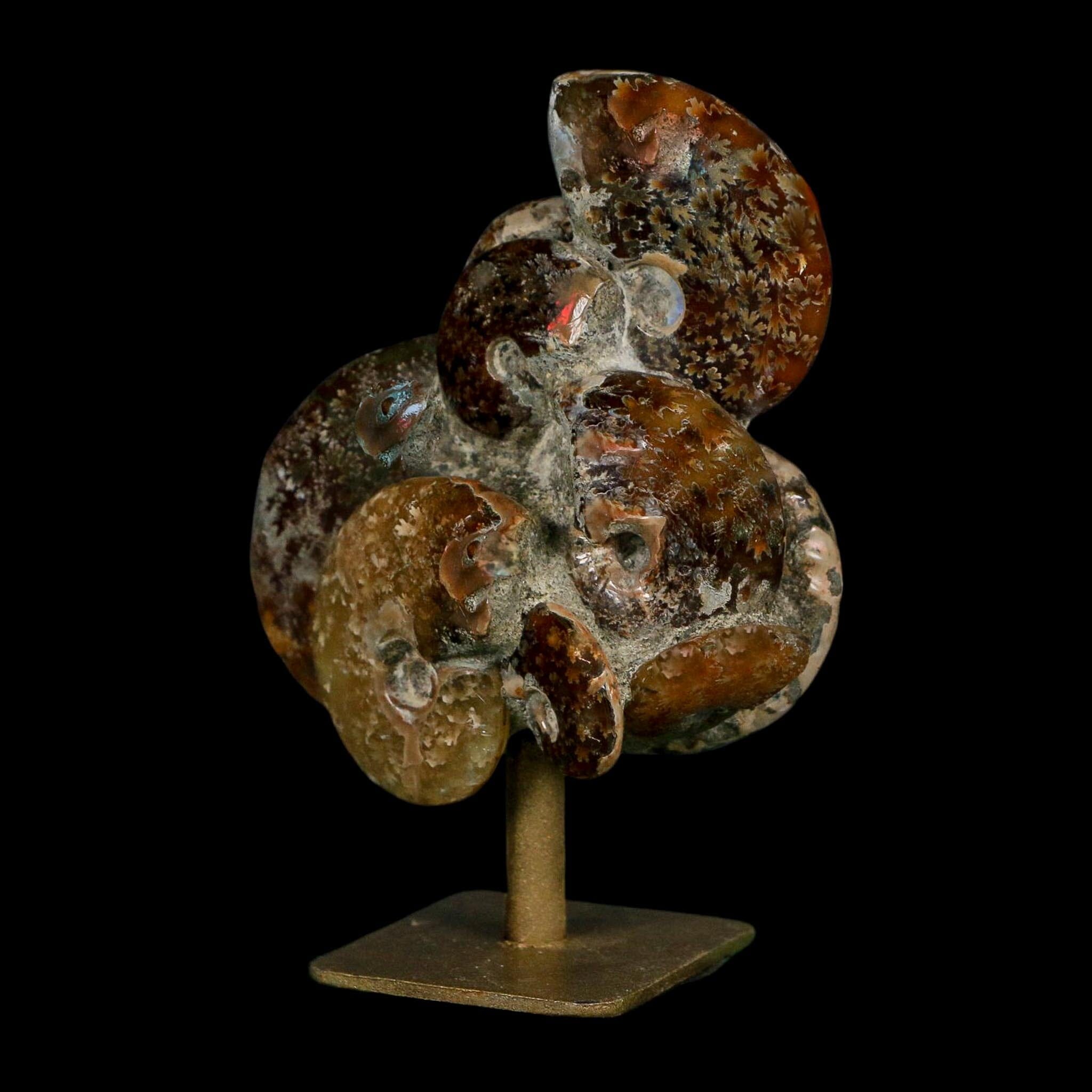 3.8" Cleoniceras Ammonite Fossil Cluster on Stand Madagascar Jurassic Age - Fossil Age Minerals