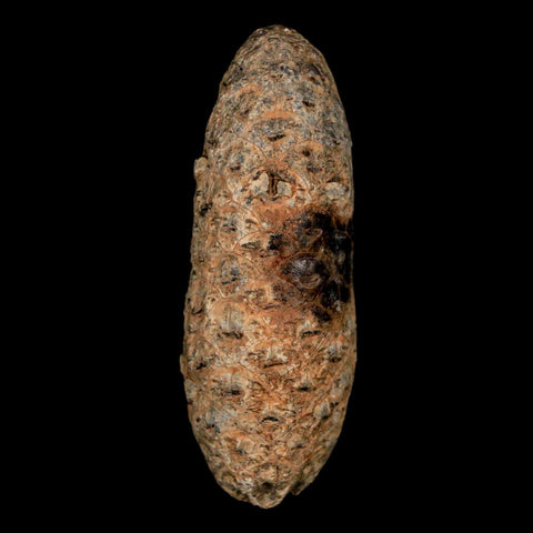 2" Fossil Pine Cone Equicalastrobus Replaced By Agate Eocene Age Seeds Fruit - Fossil Age Minerals