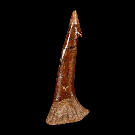 XL 2.5" Sawfish Fossil Tooth Barb Onchopristis Numidus Cretaceous Dinosaur Era COA