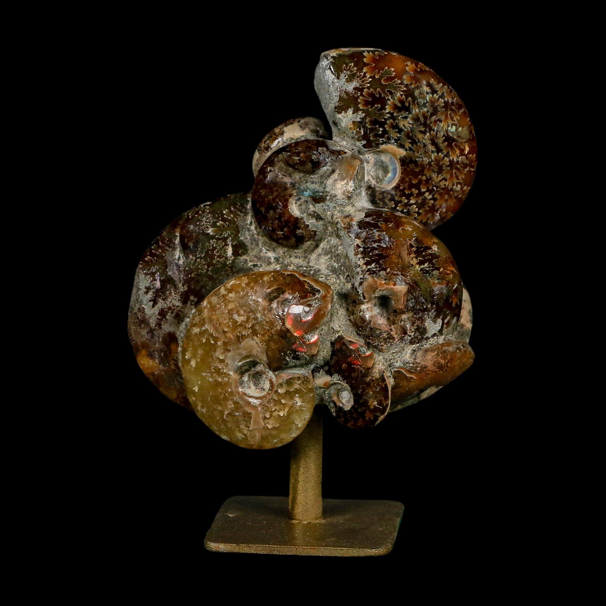 3.8" Cleoniceras Ammonite Fossil Cluster on Stand Madagascar Jurassic Age - Fossil Age Minerals