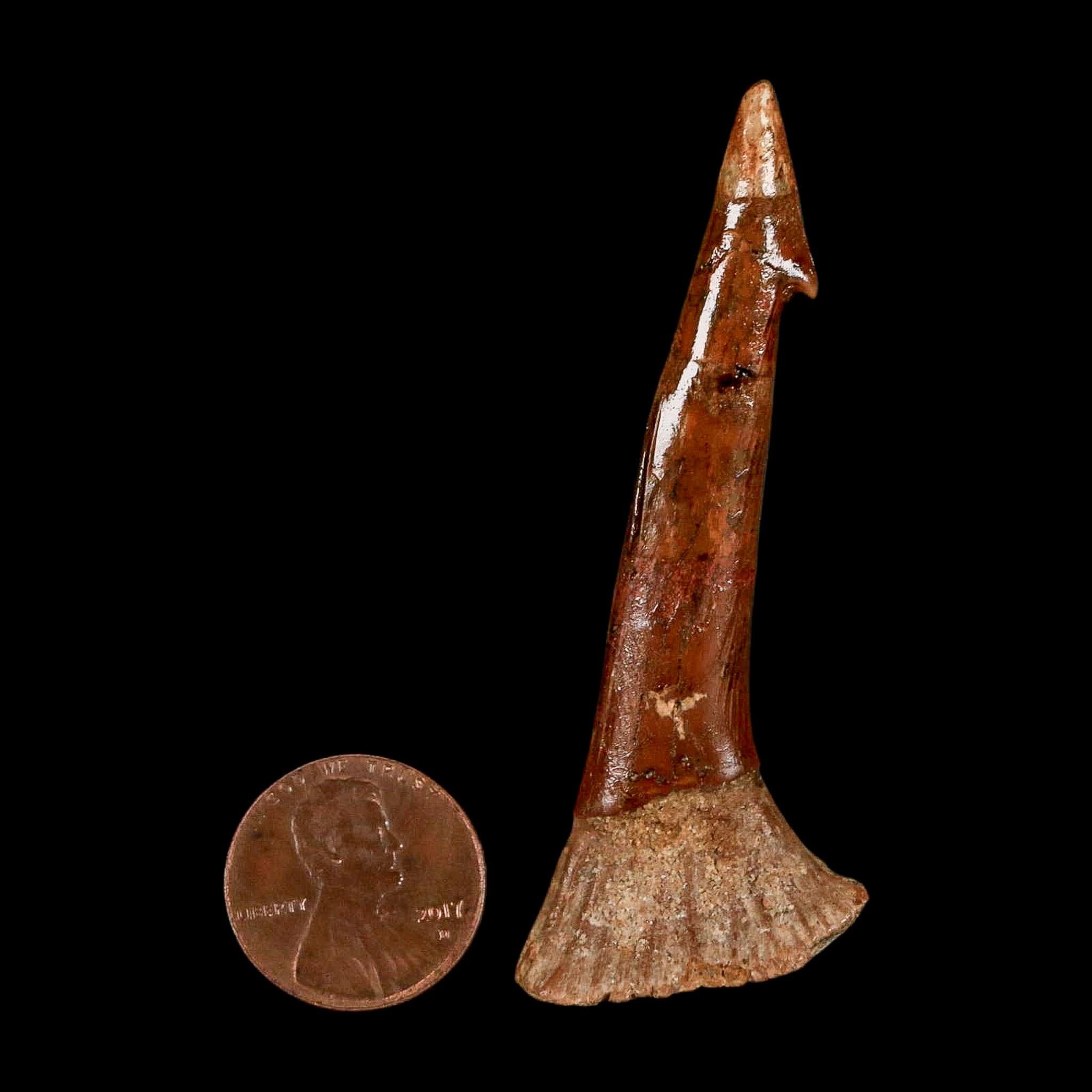 XL 2.5" Sawfish Fossil Tooth Barb Onchopristis Numidus Cretaceous Dinosaur Era COA - Fossil Age Minerals