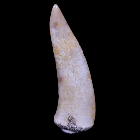 XL 2" Saber Toothed Herring Fossil Fang Enchodus Libycus Cretaceous COA Stand