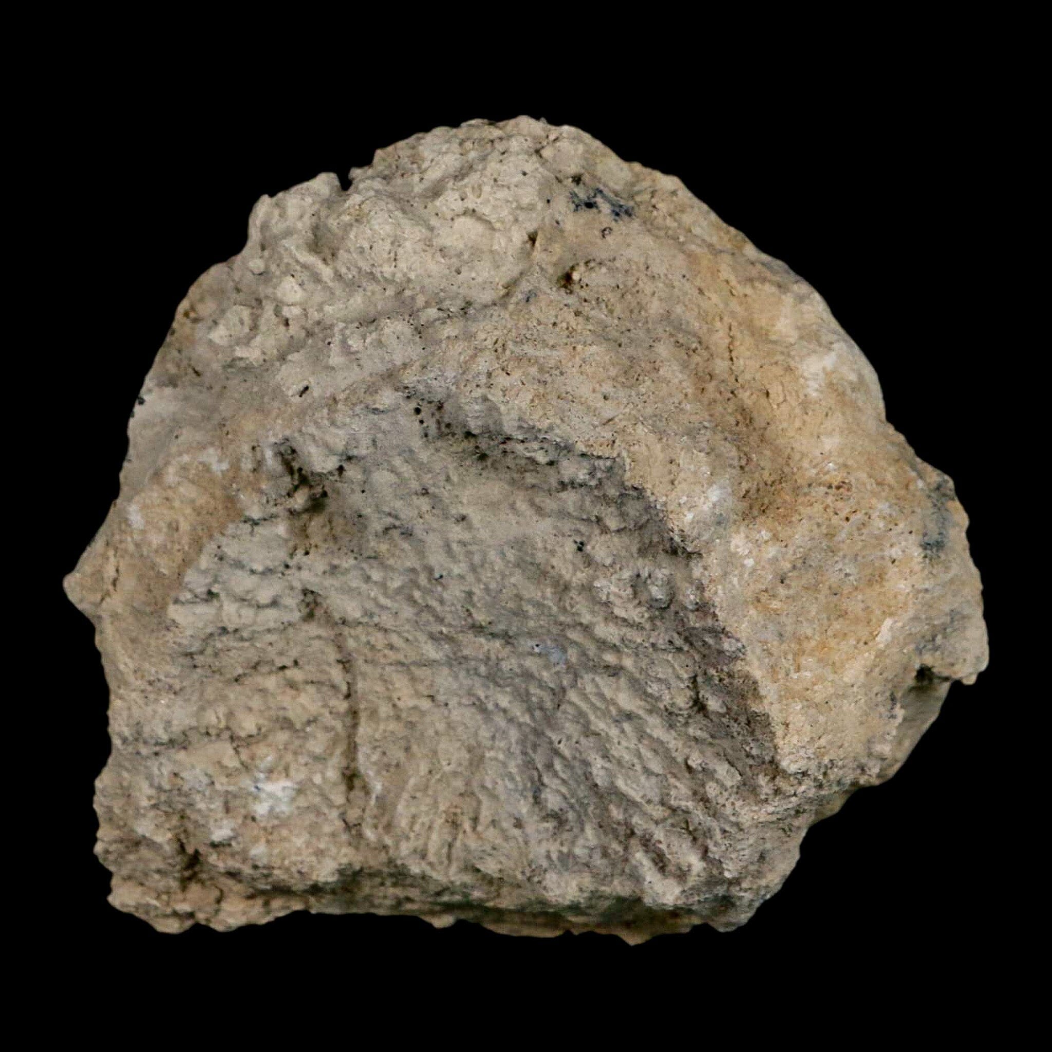 4.5" Brontothere Fossil Vertebrae Bone Eocene Age Badlands S Dakota Titanothere COA - Fossil Age Minerals