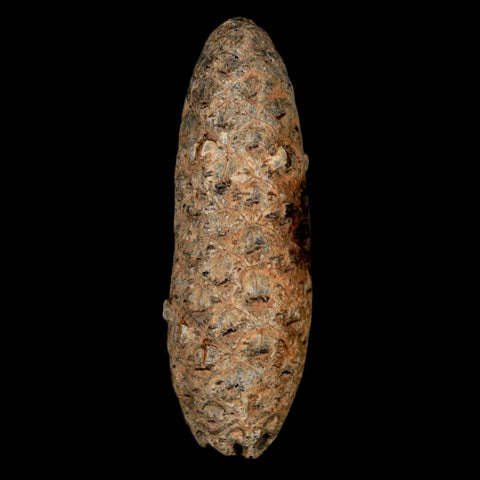 2" Fossil Pine Cone Equicalastrobus Replaced By Agate Eocene Age Seeds Fruit - Fossil Age Minerals