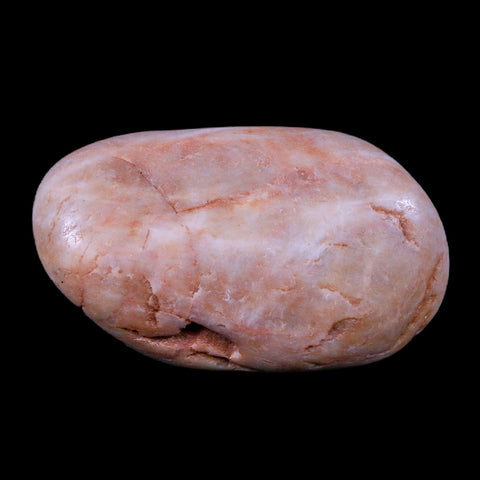 2.3" Sauropod Dinosaur Stomach Stone Gastrolith Rock Gizzard Stone COA - Fossil Age Minerals