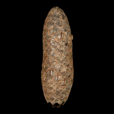 2" Fossil Pine Cone Equicalastrobus Replaced By Agate Eocene Age Seeds Fruit - Fossil Age Minerals