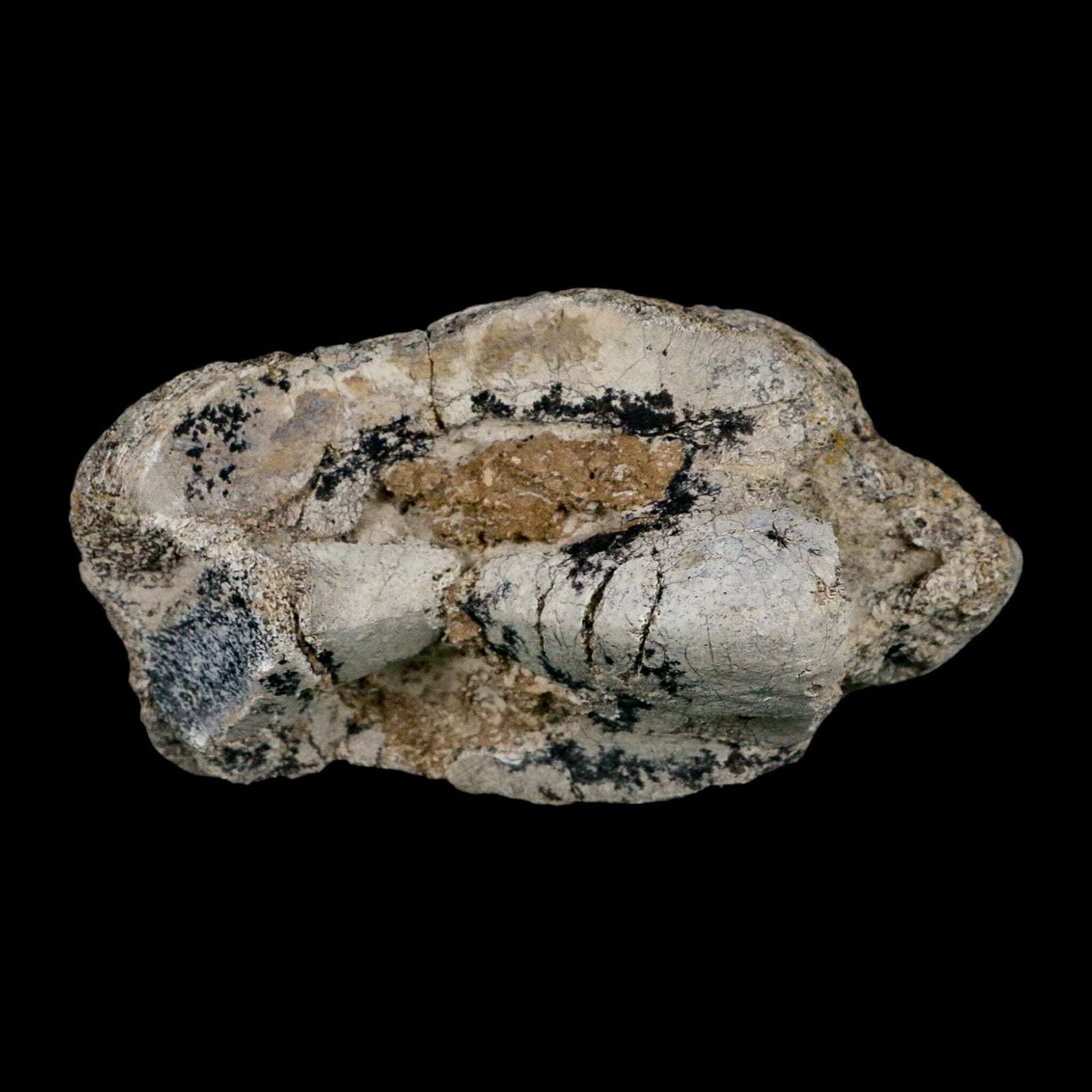 5.2" Brontothere Fossil Knee Bone Eocene Age Badlands S Dakota Titanothere COA - Fossil Age Minerals