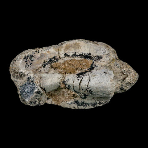 5.2" Brontothere Fossil Knee Bone Eocene Age Badlands S Dakota Titanothere COA - Fossil Age Minerals
