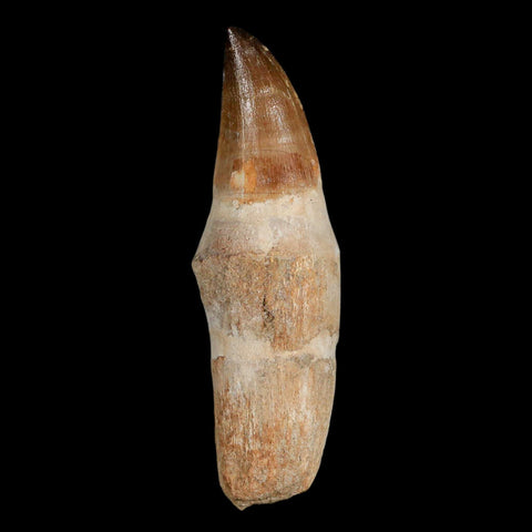 XL 4.2" Mosasaur Prognathodon Fossil Tooth Rooted Cretaceous Dinosaur Era COA - Fossil Age Minerals