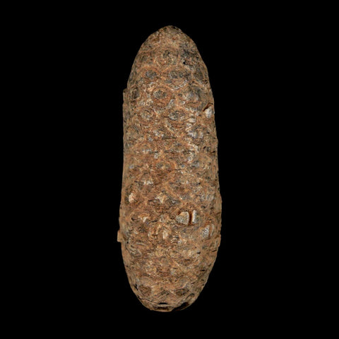 2" Fossil Pine Cone Equicalastrobus Replaced By Agate Eocene Age Seeds Fruit - Fossil Age Minerals