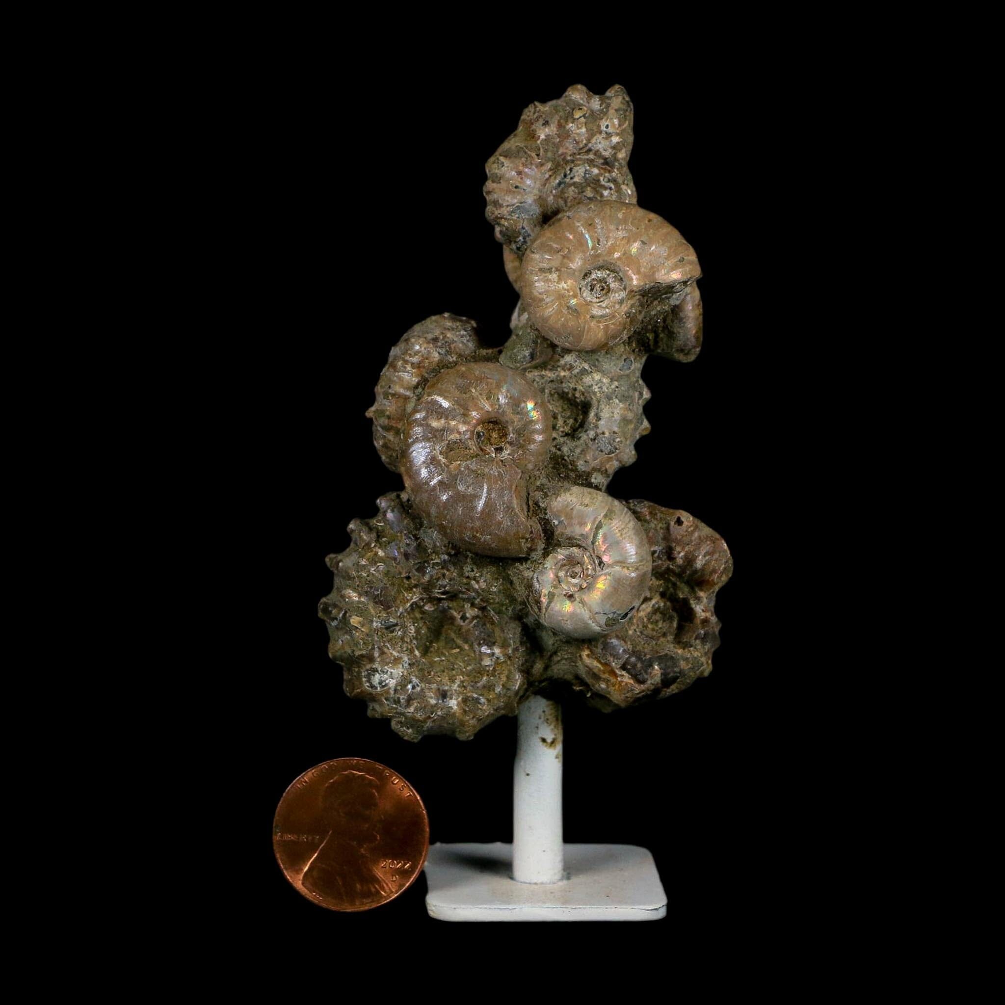 4.1" Douvilleiceras Tractor Ammonite Fossil Cluster on Stand Madagascar Jurassic Age