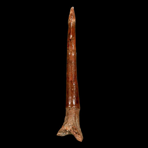 XL 2.5" Sawfish Fossil Tooth Barb Onchopristis Numidus Cretaceous Dinosaur Era COA