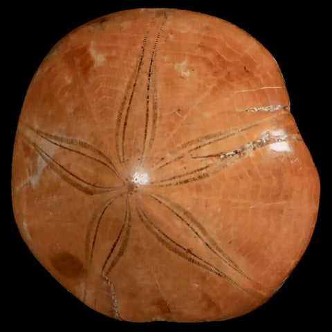 66MM Pygurus Marmonti Sea Urchin Fossil Sand Dollar Jurassic Age Madagascar - Fossil Age Minerals