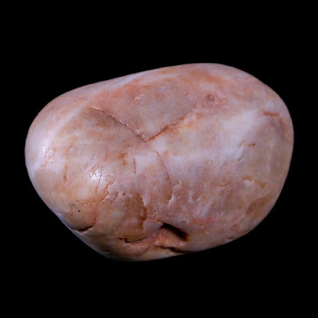 2.3" Sauropod Dinosaur Stomach Stone Gastrolith Rock Gizzard Stone COA