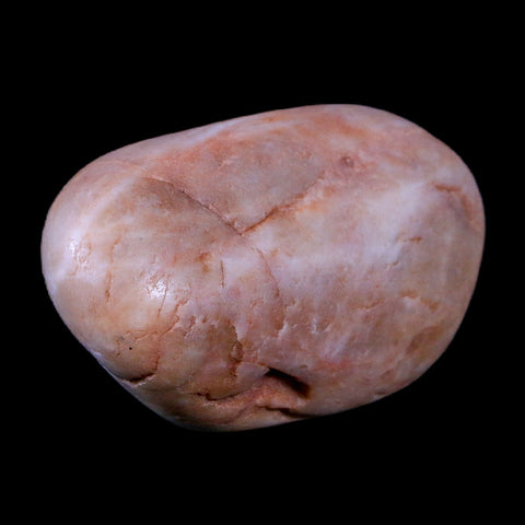 2.3" Sauropod Dinosaur Stomach Stone Gastrolith Rock Gizzard Stone COA - Fossil Age Minerals