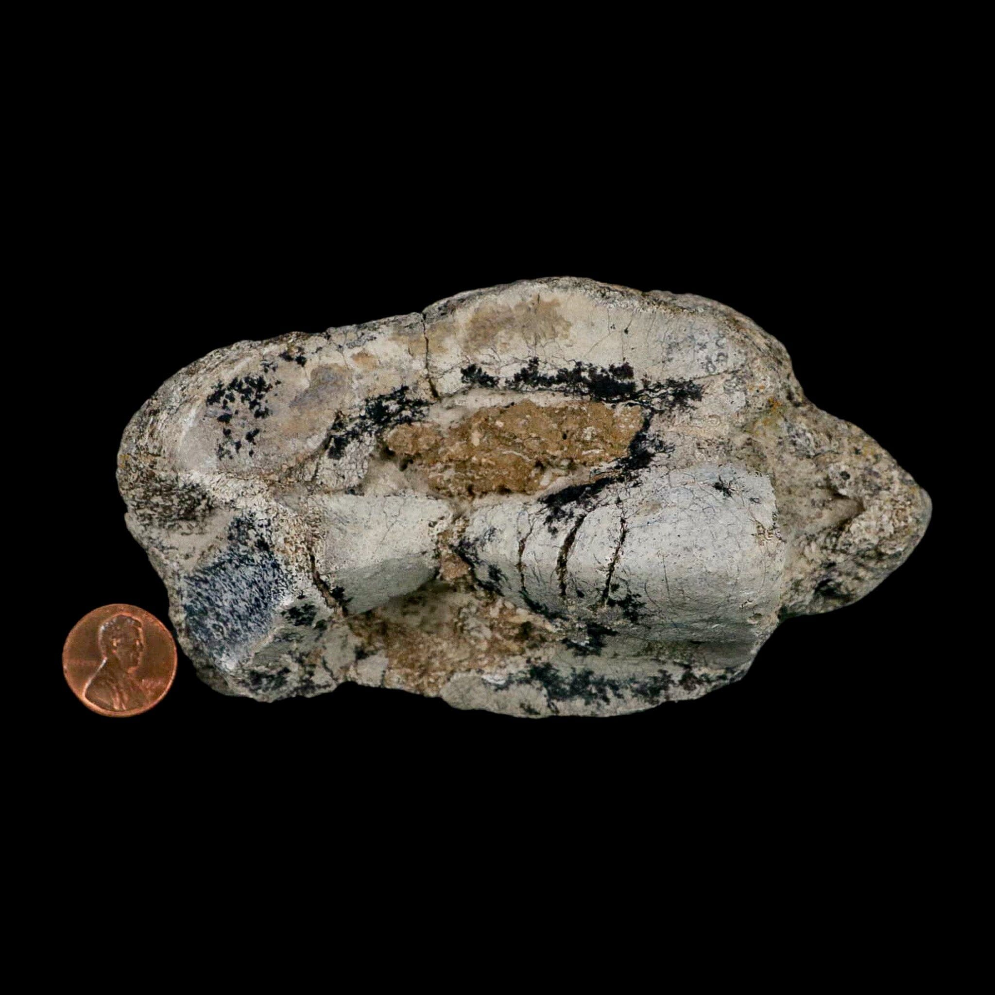 5.2" Brontothere Fossil Knee Bone Eocene Age Badlands S Dakota Titanothere COA - Fossil Age Minerals
