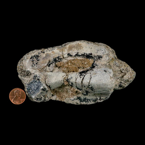 5.2" Brontothere Fossil Knee Bone Eocene Age Badlands S Dakota Titanothere COA - Fossil Age Minerals