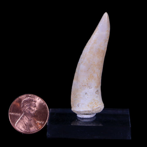 XL 2" Saber Toothed Herring Fossil Fang Enchodus Libycus Cretaceous COA Stand - Fossil Age Minerals