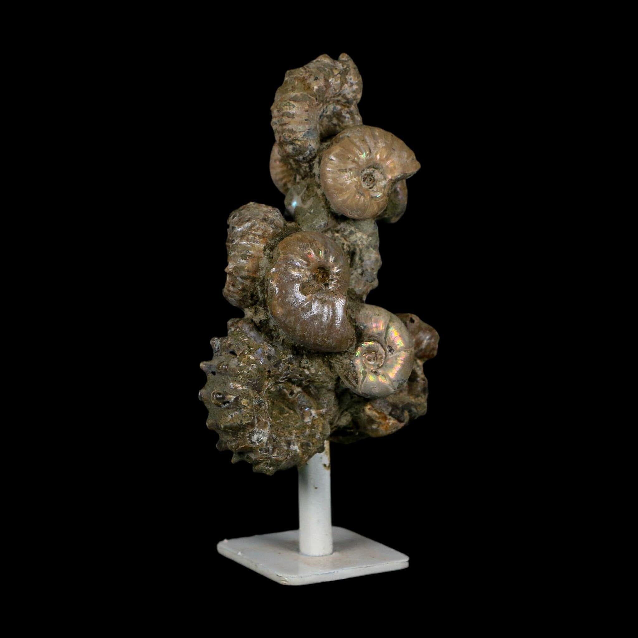 4.1" Douvilleiceras Tractor Ammonite Fossil Cluster on Stand Madagascar Jurassic Age