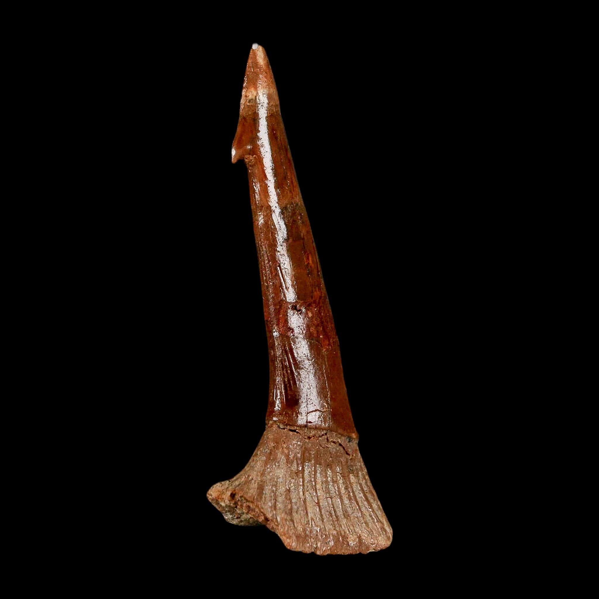 XL 2.5" Sawfish Fossil Tooth Barb Onchopristis Numidus Cretaceous Dinosaur Era COA - Fossil Age Minerals