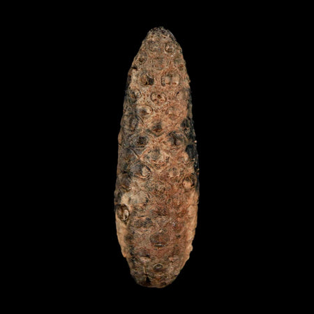 XL 2.2" Fossil Pine Cone Equicalastrobus Replaced By Agate Eocene Age Seeds Fruit