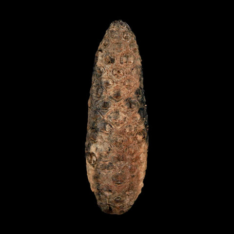 XL 2.2" Fossil Pine Cone Equicalastrobus Replaced By Agate Eocene Age Seeds Fruit - Fossil Age Minerals